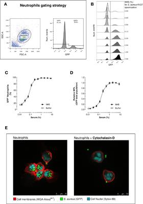 Use of Flow Cytometry to Evaluate Phagocytosis of Staphylococcus aureus by Human Neutrophils